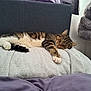 cat, tabby_cat, sleeping, indoor, blanket, soft_texture, furniture, cozy, relaxed, pet, animal, white_paws, striped_fur, resting, bedroom, comfort, nap, domestic_cat, fluffy, calm