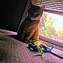 cat, indoor, bed, window, blinds, toy, collar, pet, feline, curious, orange_cat, natural_light, texture, animal, domestic, closeup, home, resting, playful, colorful_toy