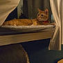 cat, orange_tabby, hammock, window, curtains, indoor, evening, dim_lighting, leather_chair, power_outlet, plugged_in_cord, carpet, relaxed, pet, feline, resting, cozy, home, furniture, quiet