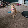 Marmalade joined the competition — help win amazing prizes! cat, orange_tabby, collar, carpet, indoor, board_games, scratching_pad, vacuum_cleaner, toy, furniture, floor, pet, animal, home, living_room, sitting, alert, pink, household, domestic_cat