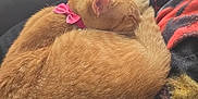 Marmalade joined the competition — help win amazing prizes! cat, orange_cat, sleeping, curled_up, pink_bow, collar, blanket, couch, indoor, pet, feline, fur, cozy, resting, nap, soft_light, window_light, domestic_animal, relaxation, cute