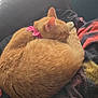 cat, orange_cat, sleeping, curled_up, pink_bow, collar, blanket, couch, indoor, pet, feline, fur, cozy, resting, nap, soft_light, window_light, domestic_animal, relaxation, cute
