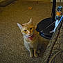 Marmalade joined the competition — help win amazing prizes! cat, orange_tabby, indoor, carpet, toy_mouse, cat_toy, sofa, furniture, pet, curious, bow_tie, floor, home, animal, mammal, whiskers, ears, cute, domestic_cat, sitting