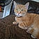 Marmalade
