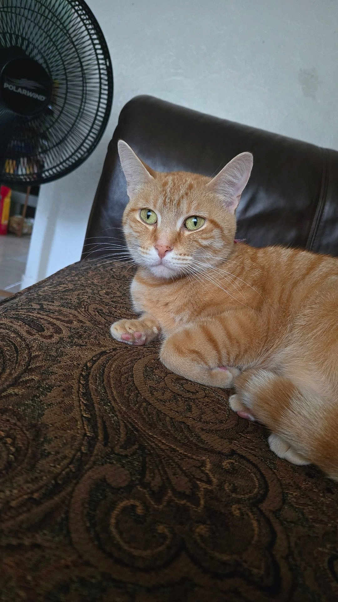 Marmalade