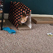 Marmalade joined the competition — help win amazing prizes! cat, orange_cat, box, pumpkin_pattern, carpet, indoor, toy, playful, curious, pet, feline, halloween_theme, floor, wall, scratching_pad, animal, domestic, cute, peeking, cozy