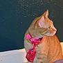 cat, orange_tabby, bow_tie, neck_tie, indoor, carpet, wall, pet, feline, animal, domestic_cat, sitting, looking_away, decorative, costume, close_up, side_view, cute, whiskers, ears