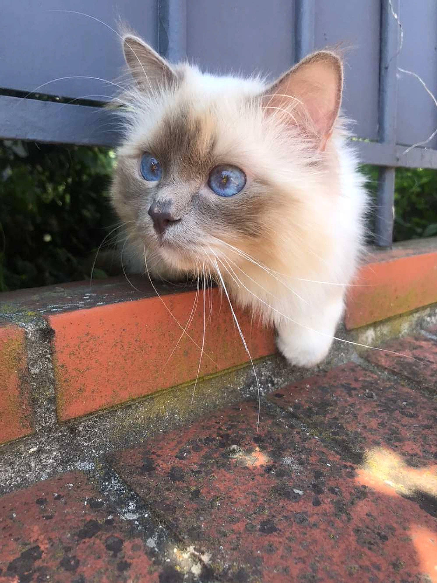 Otto a rejoint le concours — aidez-le/la à gagner de superbes lots ! asian_semi_longhair, balinese, birman, british_semi_longhair, carnivore, cat, domestic_long_haired_cat, eye, fawn, felidae, himalayan, iris, kitten, mammal, ojos_azules, ragamuffin, ragdoll, small_to_medium_sized_cats, vertebrate, whiskers