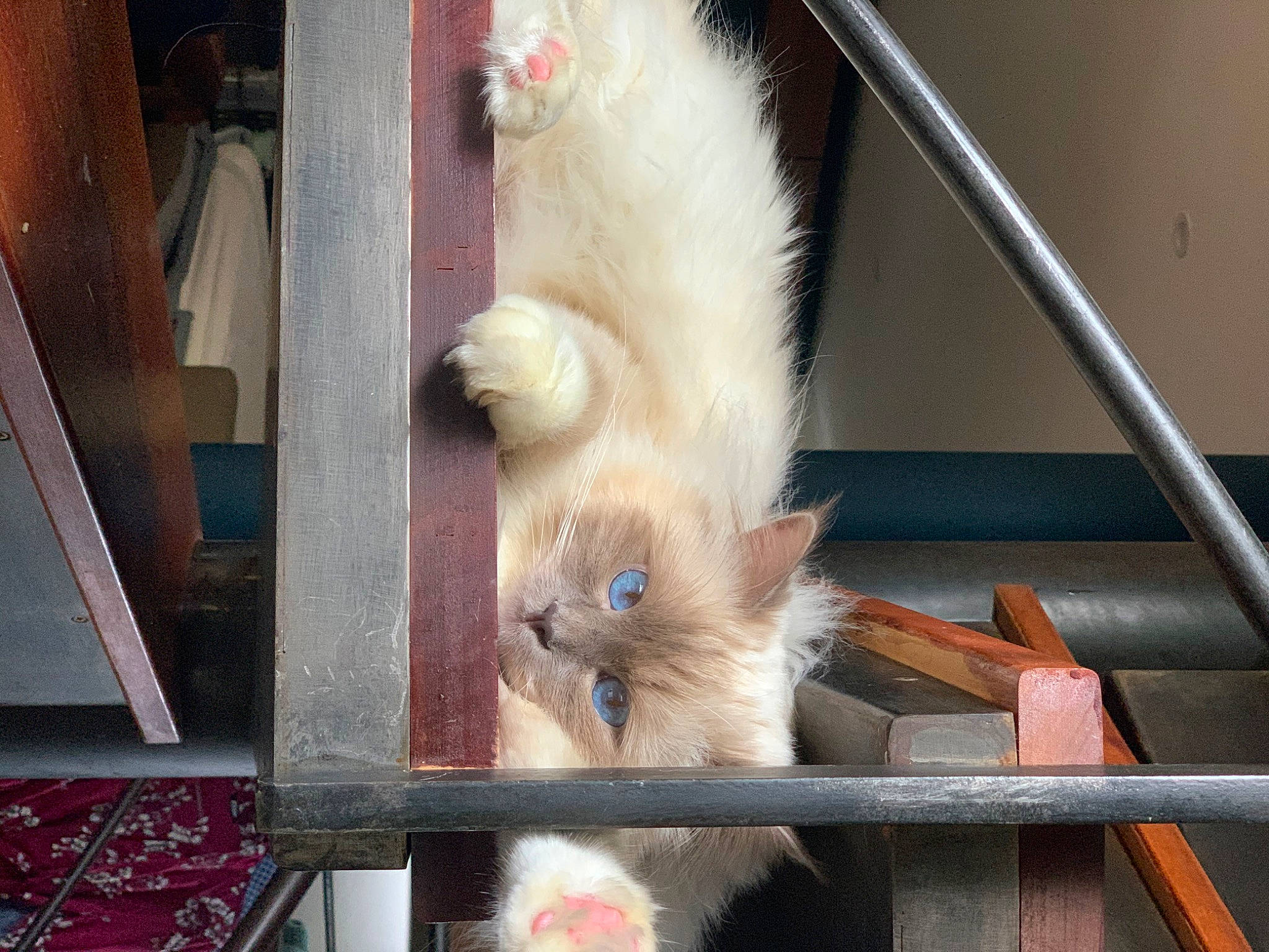 Otto participe au concours pour gagner de l'argent avec cette photo : american_curl, balinese, birman, carnivore, cat, domestic_long_haired_cat, fawn, felidae, kitten, mammal, ojos_azules, persian, ragamuffin, ragdoll, small_to_medium_sized_cats, tail, turkish_angora, turkish_van, whiskers
