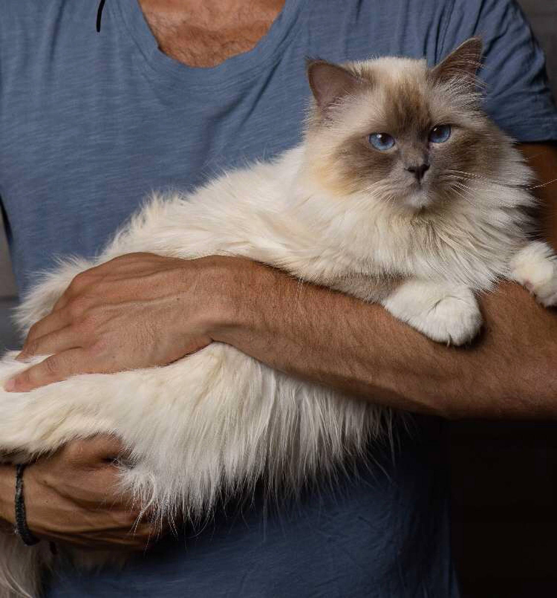 Otto a rejoint le concours — aidez-le/la à gagner de superbes lots ! asian_semi_longhair, balinese, birman, british_longhair, british_semi_longhair, carnivore, cat, domestic_long_haired_cat, felidae, fur, himalayan, mammal, norwegian_forest_cat, persian, ragamuffin, ragdoll, siberian, small_to_medium_sized_cats, vertebrate, whiskers