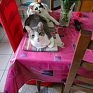 Lili Et Loulou participe au concours pour gagner de l'argent avec cette photo : cat, table, blanket, pink_tablecloth, chair, red_chair, wooden_chair, vase, plants, flowers, remote_control, indoor, floor, tile_floor, carpet, relaxed, looking_at_camera, two_cats, calico_cat, gray_and_white_cat