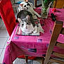 cat, table, blanket, pink_tablecloth, chair, red_chair, wooden_chair, vase, plants, flowers, remote_control, indoor, floor, tile_floor, carpet, relaxed, looking_at_camera, two_cats, calico_cat, gray_and_white_cat