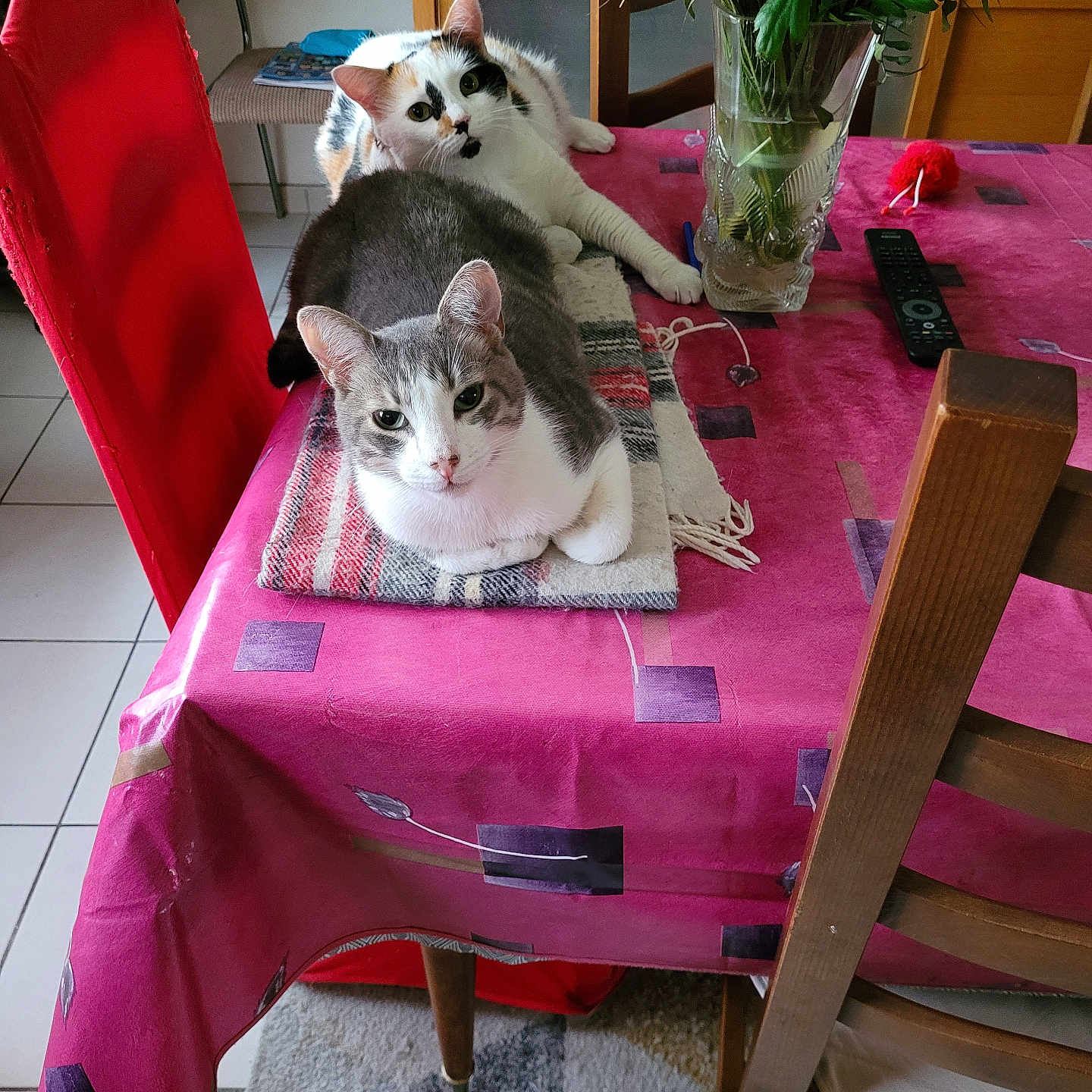 Lili Et Loulou participe au concours pour gagner de l'argent avec cette photo : blanket, calico_cat, carpet, cat, chair, floor, flowers, gray_and_white_cat, indoor, looking_at_camera, pink_tablecloth, plants, red_chair, relaxed, remote_control, table, tile_floor, two_cats, vase, wooden_chair