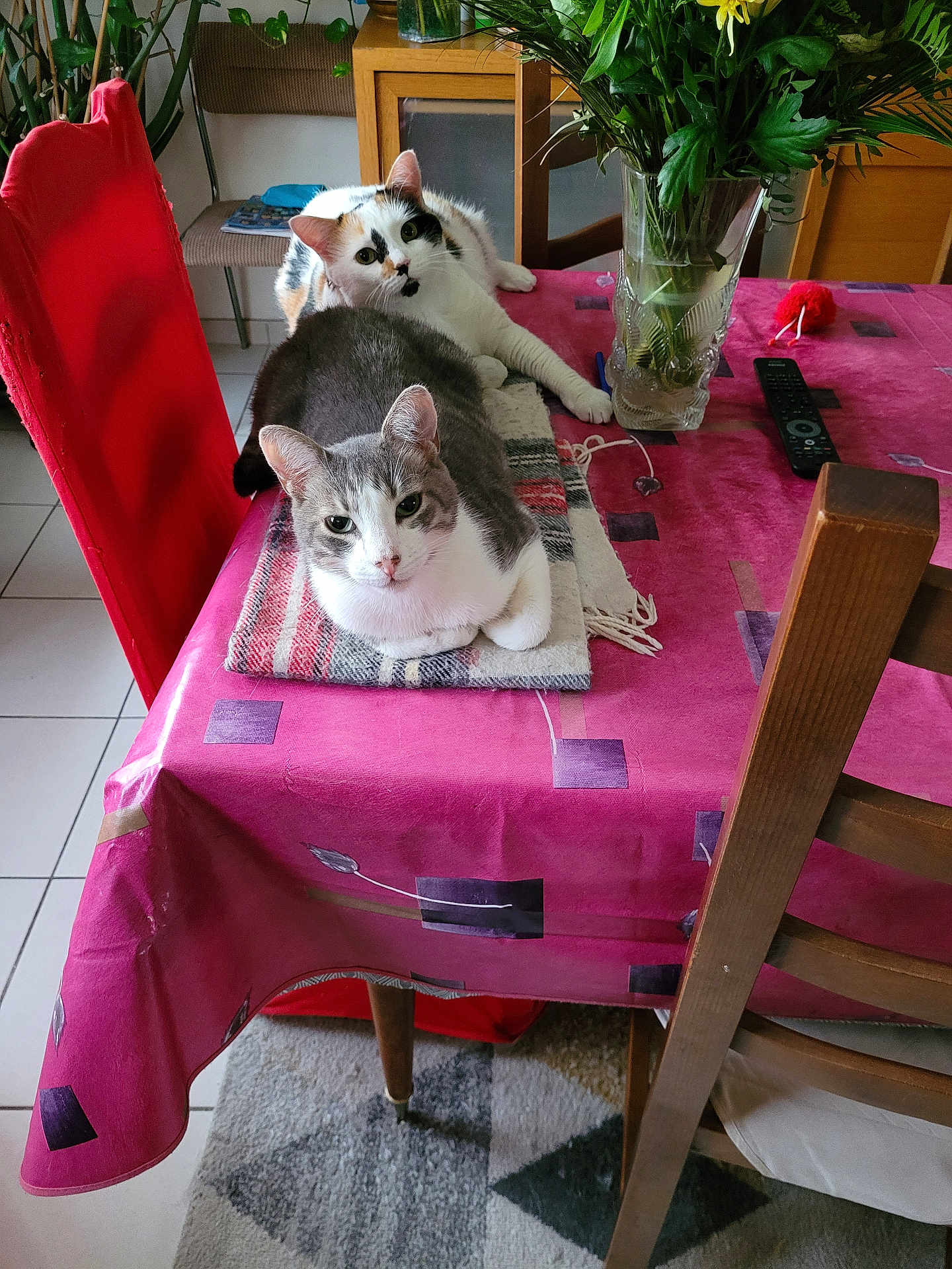 Lili Et Loulou participe au concours pour gagner de l'argent avec cette photo : cat, table, blanket, pink_tablecloth, chair, red_chair, wooden_chair, vase, plants, flowers, remote_control, indoor, floor, tile_floor, carpet, relaxed, looking_at_camera, two_cats, calico_cat, gray_and_white_cat