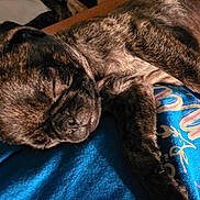 Daisyloo joined the competition — help win amazing prizes! puppy, dog, sleeping, brindle, close_up, pet, animal, cute, relaxed, fur, paw, indoor, textile, blue_shirt, colorful_text, resting, peaceful, young_dog, nap, companion