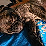 puppy, dog, sleeping, brindle, close_up, pet, animal, cute, relaxed, fur, paw, indoor, textile, blue_shirt, colorful_text, resting, peaceful, young_dog, nap, companion