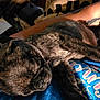 Daisyloo is registered to the contest to win money with this photo: dog, puppy, sleeping, brindle, closeup, indoor, person, arm, tattoo, blue_shirt, text, resting, cozy, pet, animal, fur, cute, nap, relaxation, companion