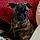 Daisyloo
