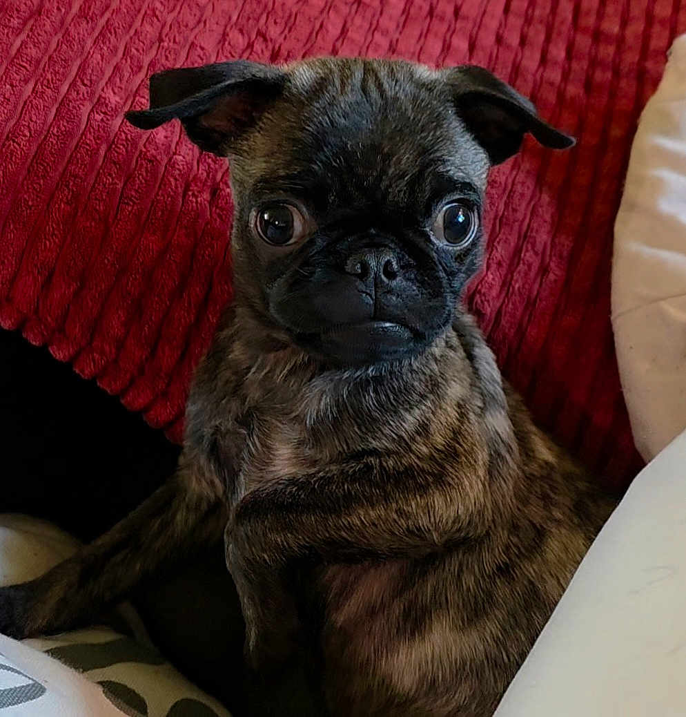 Daisyloo is registered to the contest to win money with this photo: dog, puppy, brindle, pug, close_up, pet, cute, animal, indoor, blanket, bedding, fur, face, ears, sitting, expression, cozy, domestic, companion, small_dog