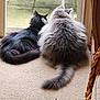 animal, carpet, cat, cats, companionship, curious, door, fluffy, fur, glass, home, indoor, looking_out, mammal, pet, relaxing, side_by_side, tail, two, window
