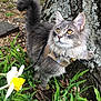 Mowgli joined the competition — help win amazing prizes! animal, cat, closeup, curious, daylight, flower, fluffy_fur, garden, golden_eyes, gray_cat, green_plants, harness, nature, outdoor, paw, pet, tree_trunk, whiskers, white_flower, yellow_flower
