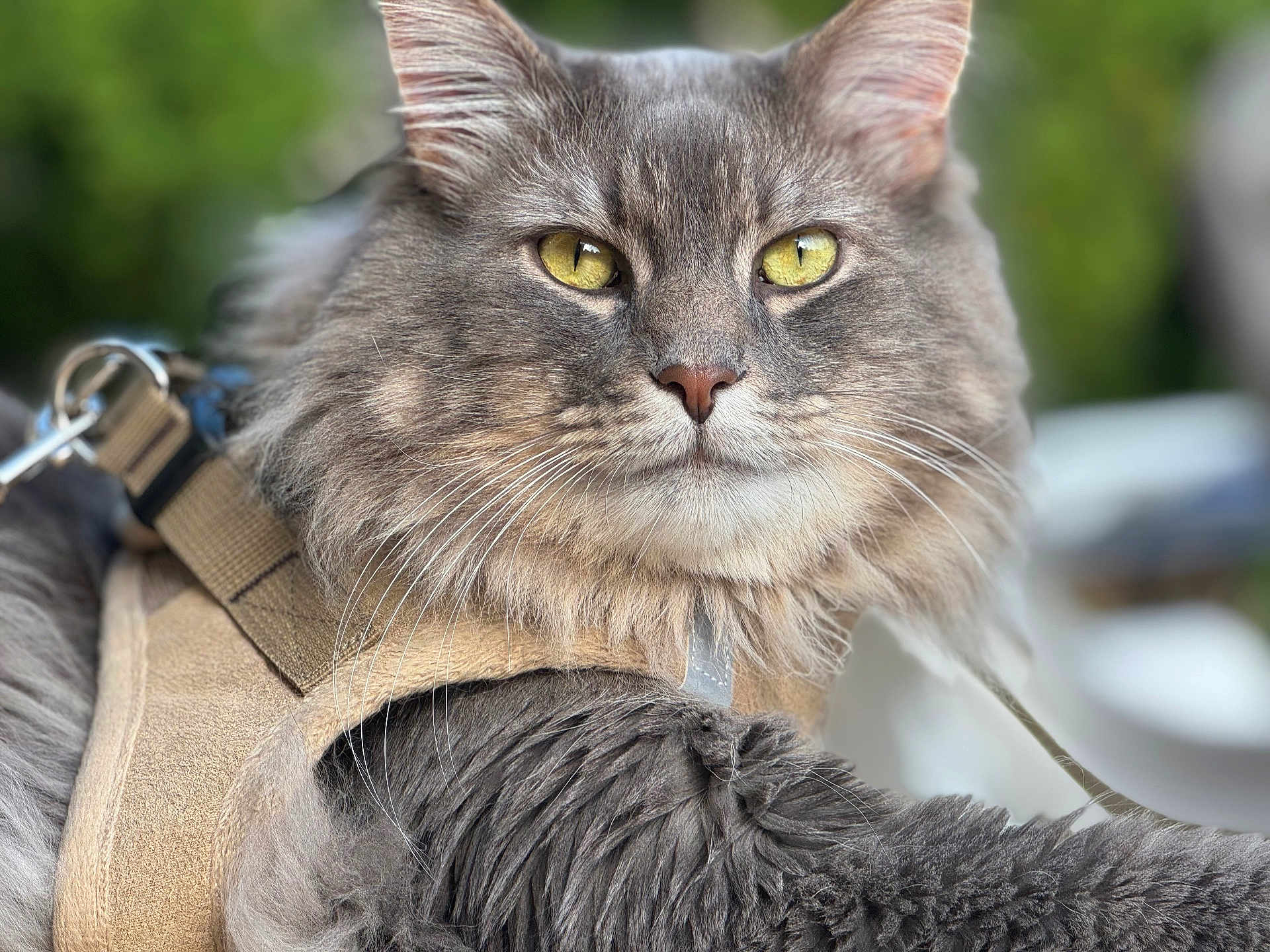 Mowgli