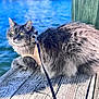 Mowgli joined the competition — help win amazing prizes! animal, blue_water, calm, cat, closeup, daytime, dock, feline, fluffy, gray_cat, harness, leash, nature, outdoor, pet, portrait, relaxing, sunlight, water, wooden_dock