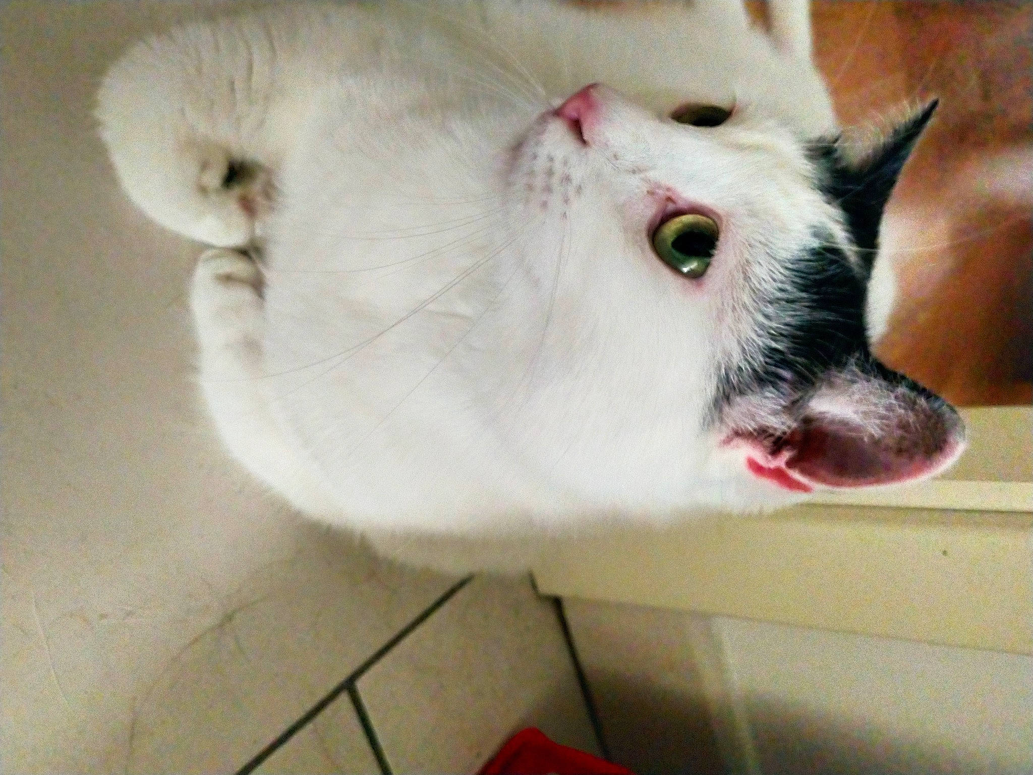 Yuki participe au concours pour gagner de l'argent avec cette photo : canidae, carmine, carnivore, collar, companion_dog, dog, dog_breed, eye, eyelash, fang, fawn, felidae, fur, head, jaw, non_sporting_group, small_to_medium_sized_cats, snout, terrestrial_animal, whiskers