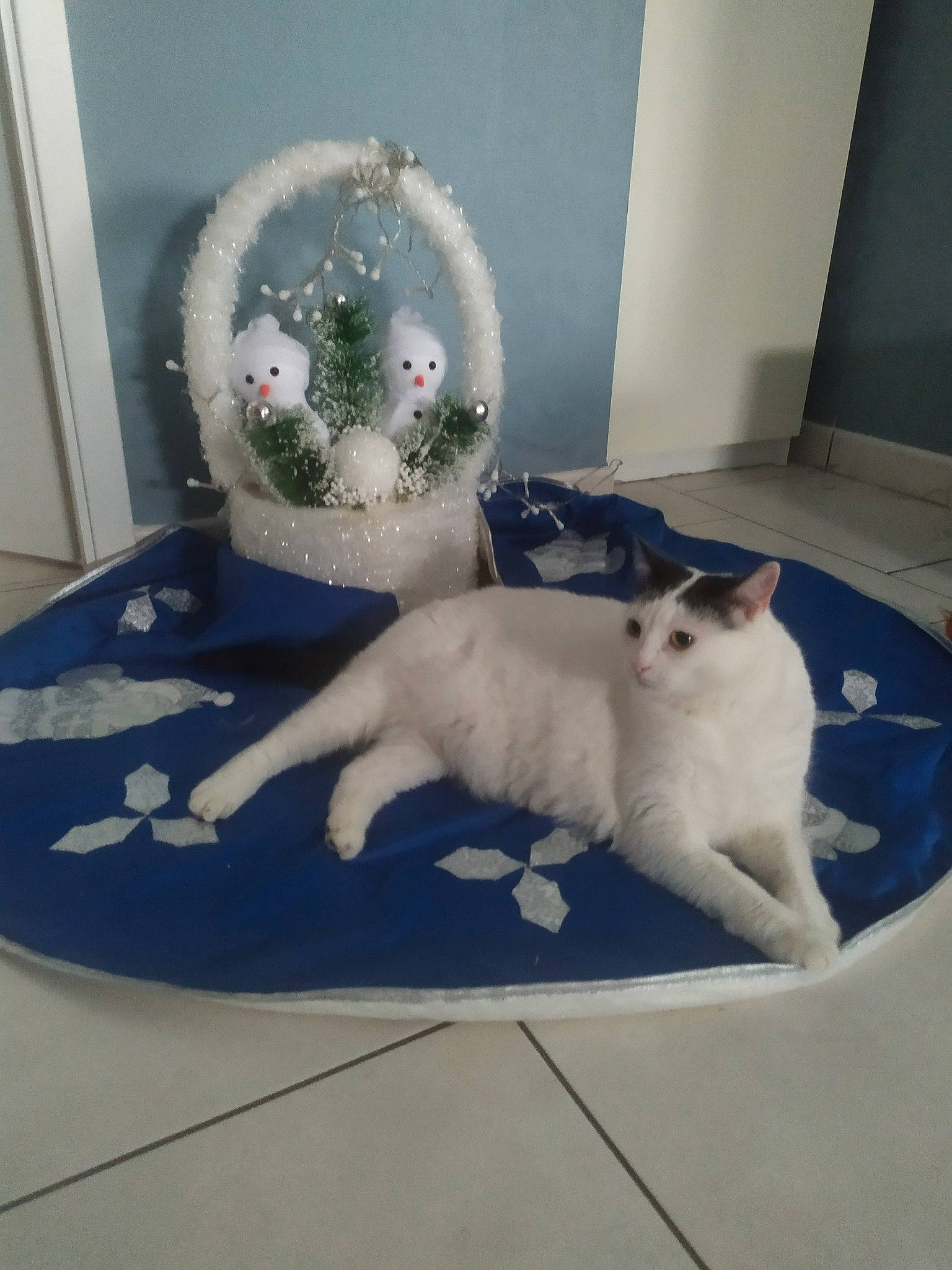 Yuki participe au concours pour gagner de l'argent avec cette photo : carnivore, cat, companion_dog, domestic_short_haired_cat, fashion_accessory, felidae, flooring, fur, interior_design, linens, ornament, paw, porcelain, room, serveware, small_to_medium_sized_cats, tail, textile, whiskers, wood