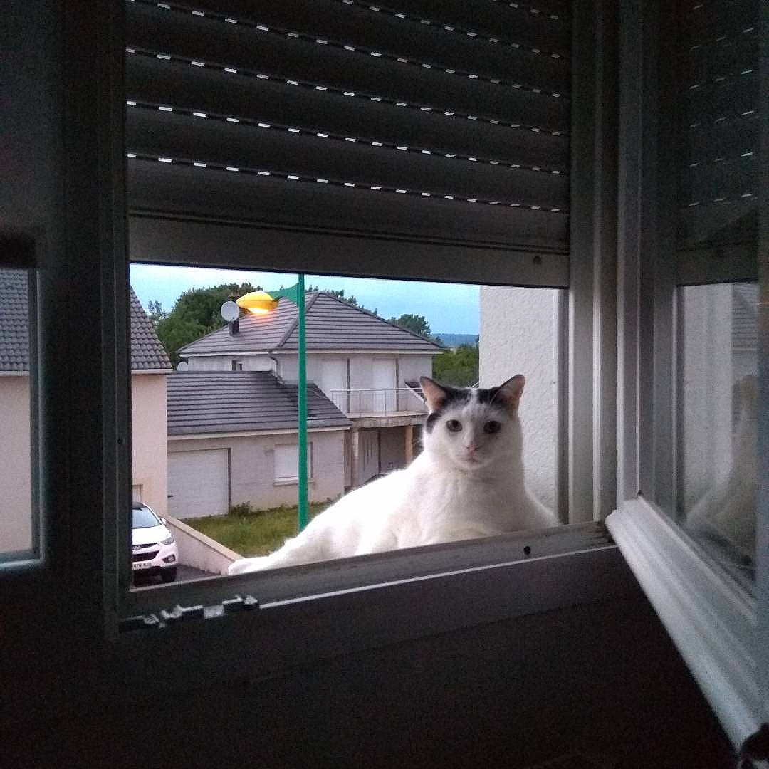 Yuki a rejoint le concours — aidez-le/la à gagner de superbes lots ! building, carnivore, cat, door, felidae, glass, house, roof, room, shade, small_to_medium_sized_cats, tail, tints_and_shades, tree, whiskers, window, window_blind, window_covering, window_treatment, wood