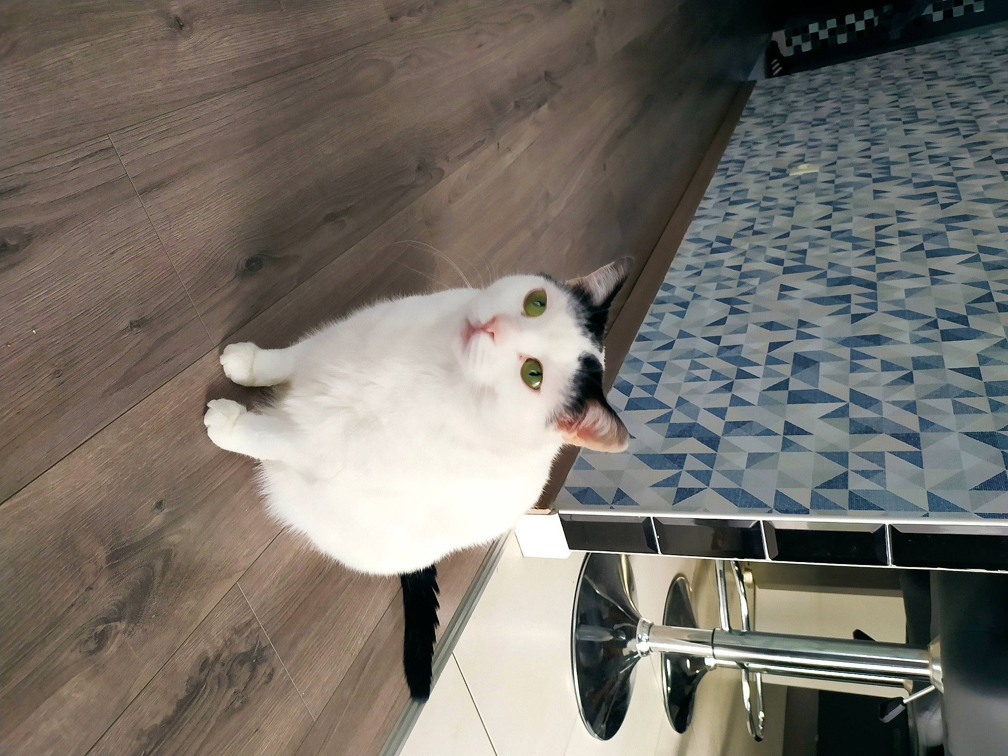 Yuki a rejoint le concours — aidez-le/la à gagner de superbes lots ! carnivore, cat, domestic_short_haired_cat, felidae, flooring, fur, hardwood, plank, small_to_medium_sized_cats, tail, varnish, whiskers, wood, wood_flooring, wood_stain