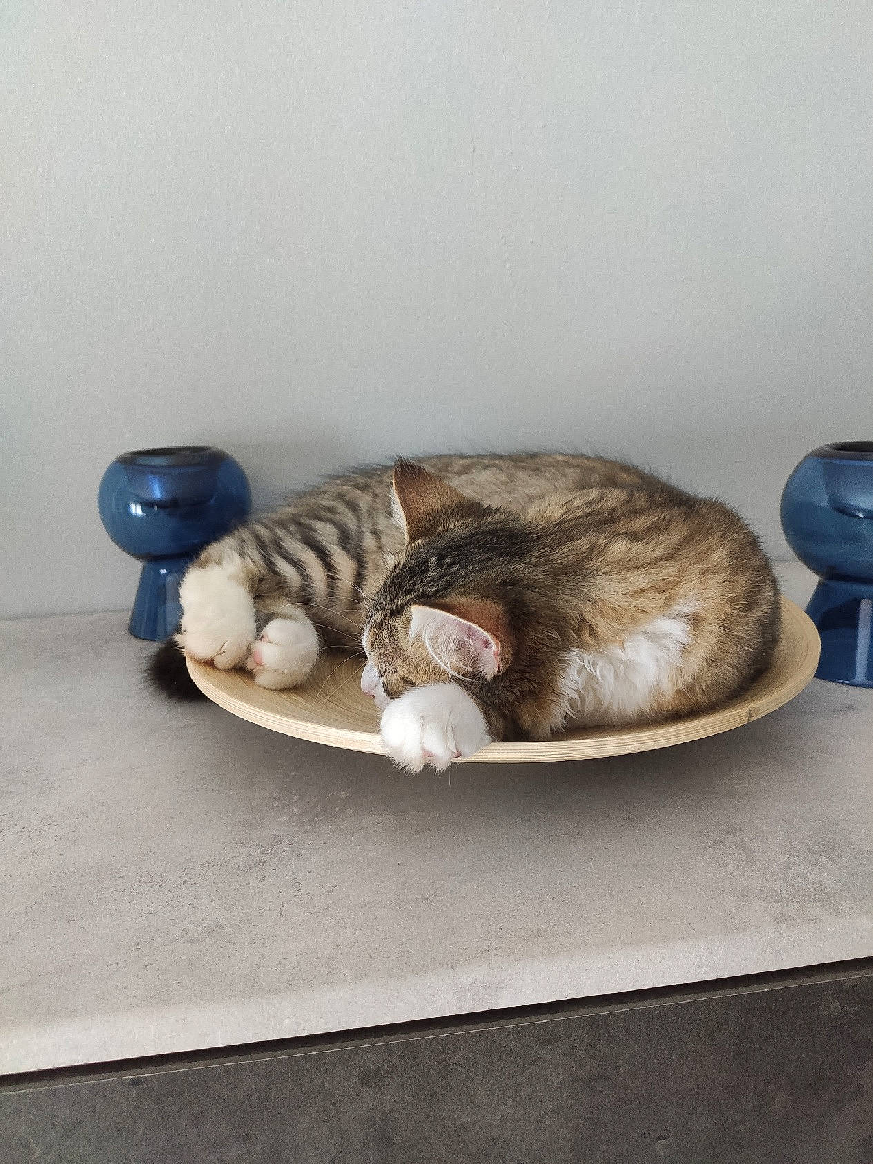 Rin a rejoint le concours — aidez-le/la à gagner de superbes lots ! canidae, carnivore, cat, comfort, couch, domestic_short_haired_cat, fawn, felidae, flooring, fur, nap, paw, room, sitting, small_to_medium_sized_cats, sporting_group, table, tail, whiskers, wood