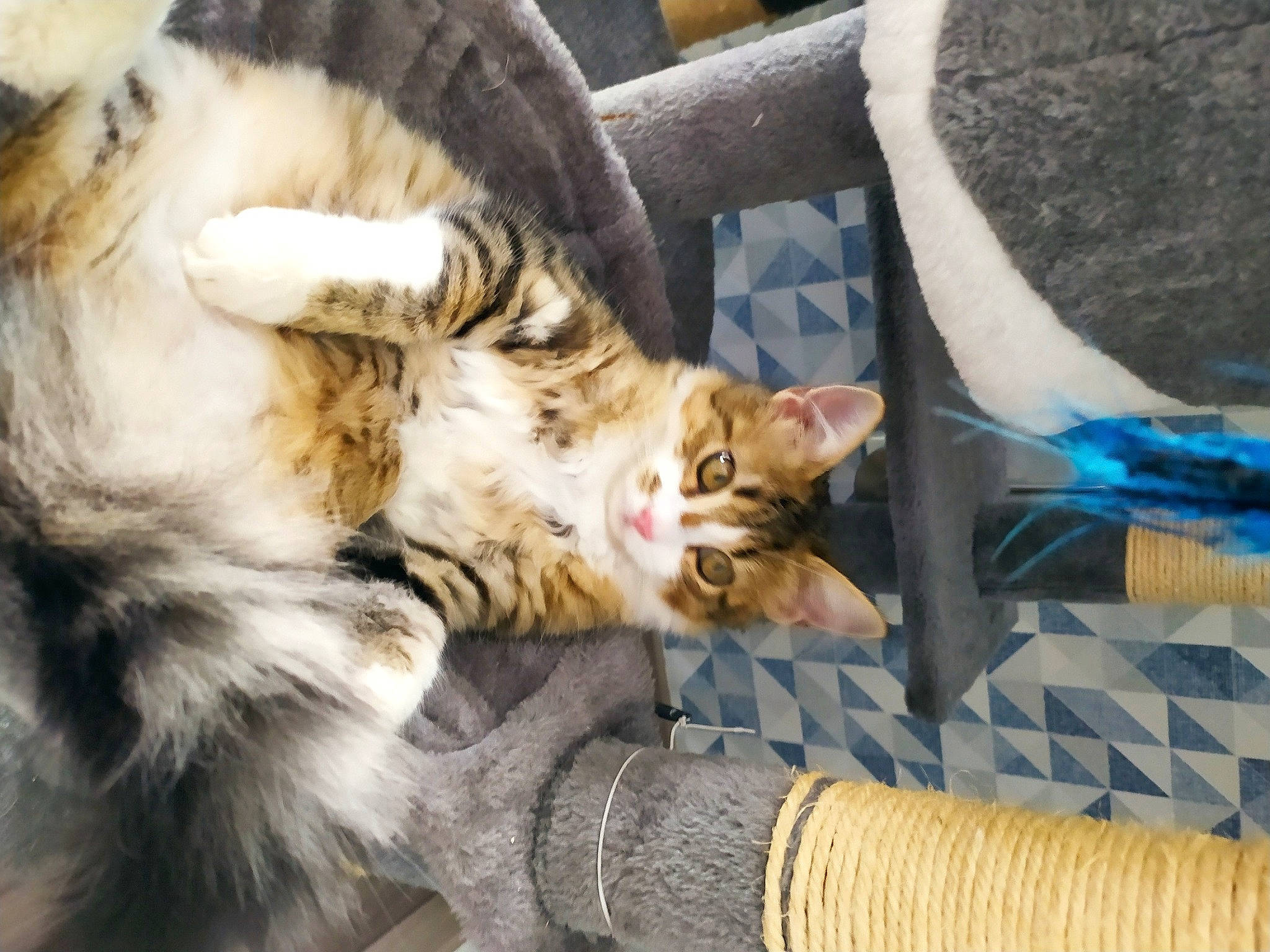 Rin a rejoint le concours — aidez-le/la à gagner de superbes lots ! carnivore, cat, claw, comfort, couch, domestic_short_haired_cat, fawn, felidae, fur, human_leg, nap, paw, sitting, sleep, small_to_medium_sized_cats, snout, tail, whiskers, wildlife