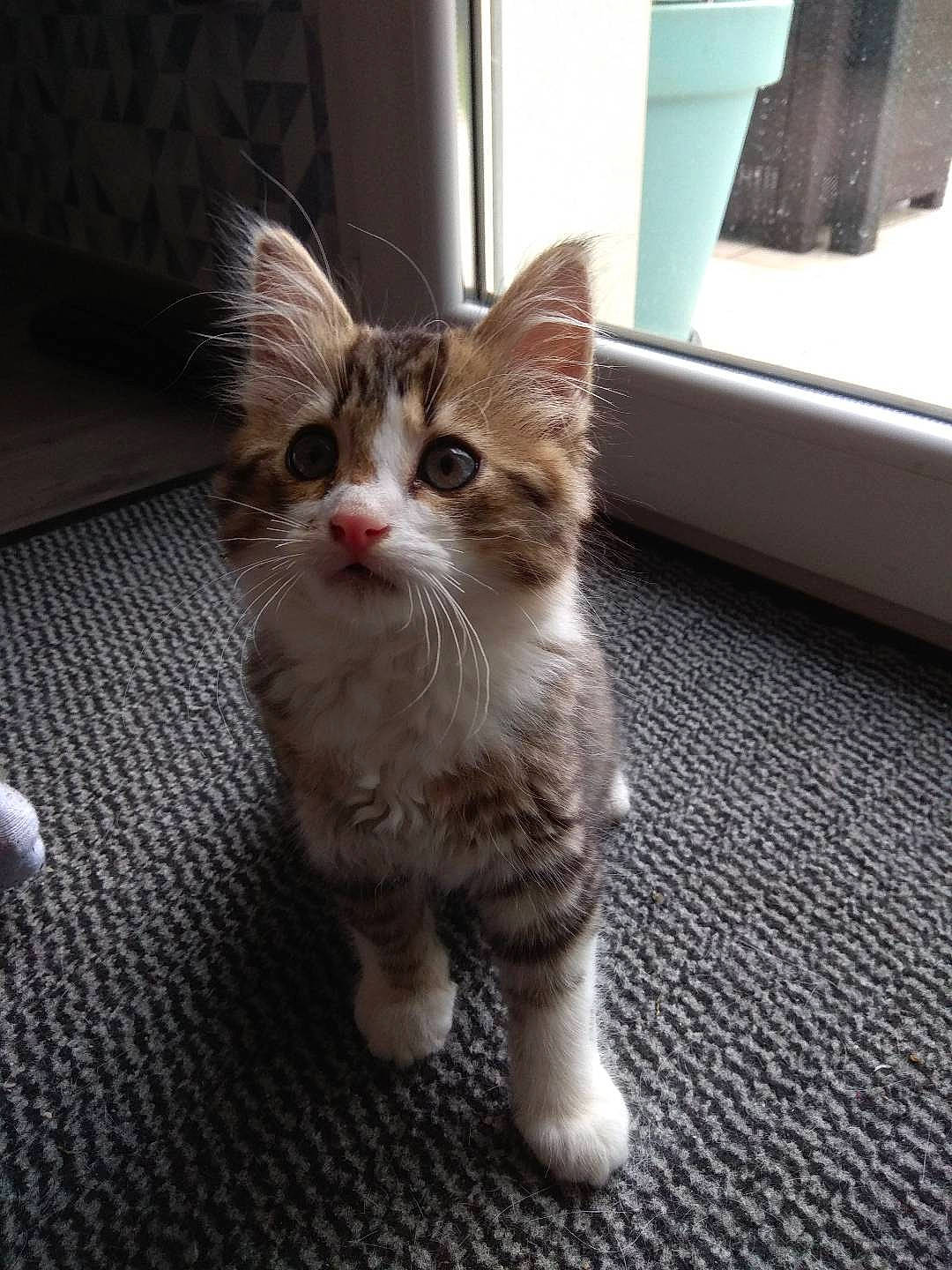 Rin participe au concours pour gagner de l'argent avec cette photo : carnivore, cat, claw, domestic_short_haired_cat, fawn, felidae, flooring, fur, paw, small_to_medium_sized_cats, snout, tail, terrestrial_animal, whiskers, window