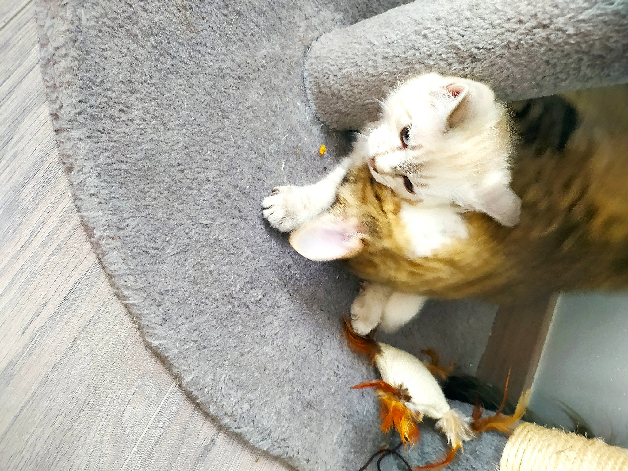 Nougat participe au concours pour gagner de l'argent avec cette photo : canidae, carnivore, cat, claw, companion_dog, dog_breed, domestic_short_haired_cat, fawn, felidae, flooring, fur, paw, small_to_medium_sized_cats, sporting_group, tail, whiskers, wildlife, wood