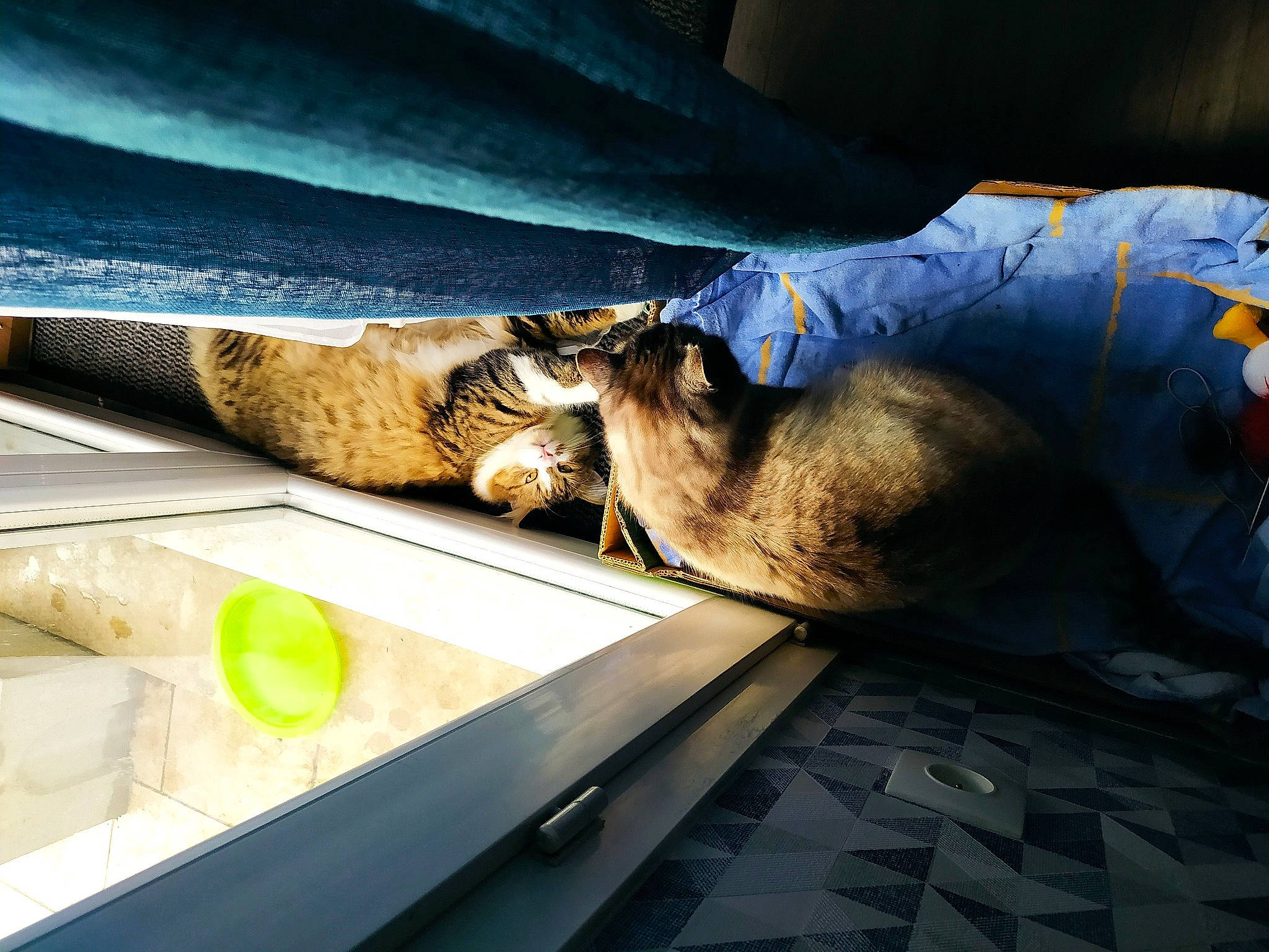 Nougat a rejoint le concours — aidez-le/la à gagner de superbes lots ! couch, electric_blue, glass, metal, plant, room, tints_and_shades, wood