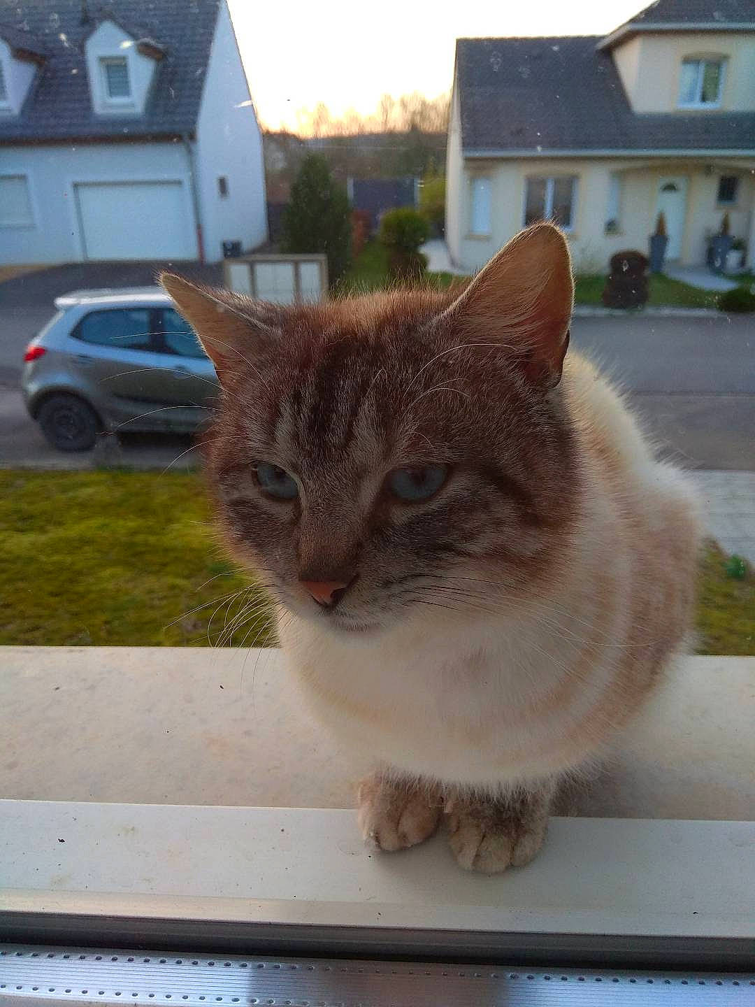 Nougat participe au concours pour gagner de l'argent avec cette photo : car, carnivore, cat, domestic_short_haired_cat, fawn, felidae, grass, house, plant, road_surface, sky, small_to_medium_sized_cats, snout, tail, tire, tree, wheel, whiskers, window, wood