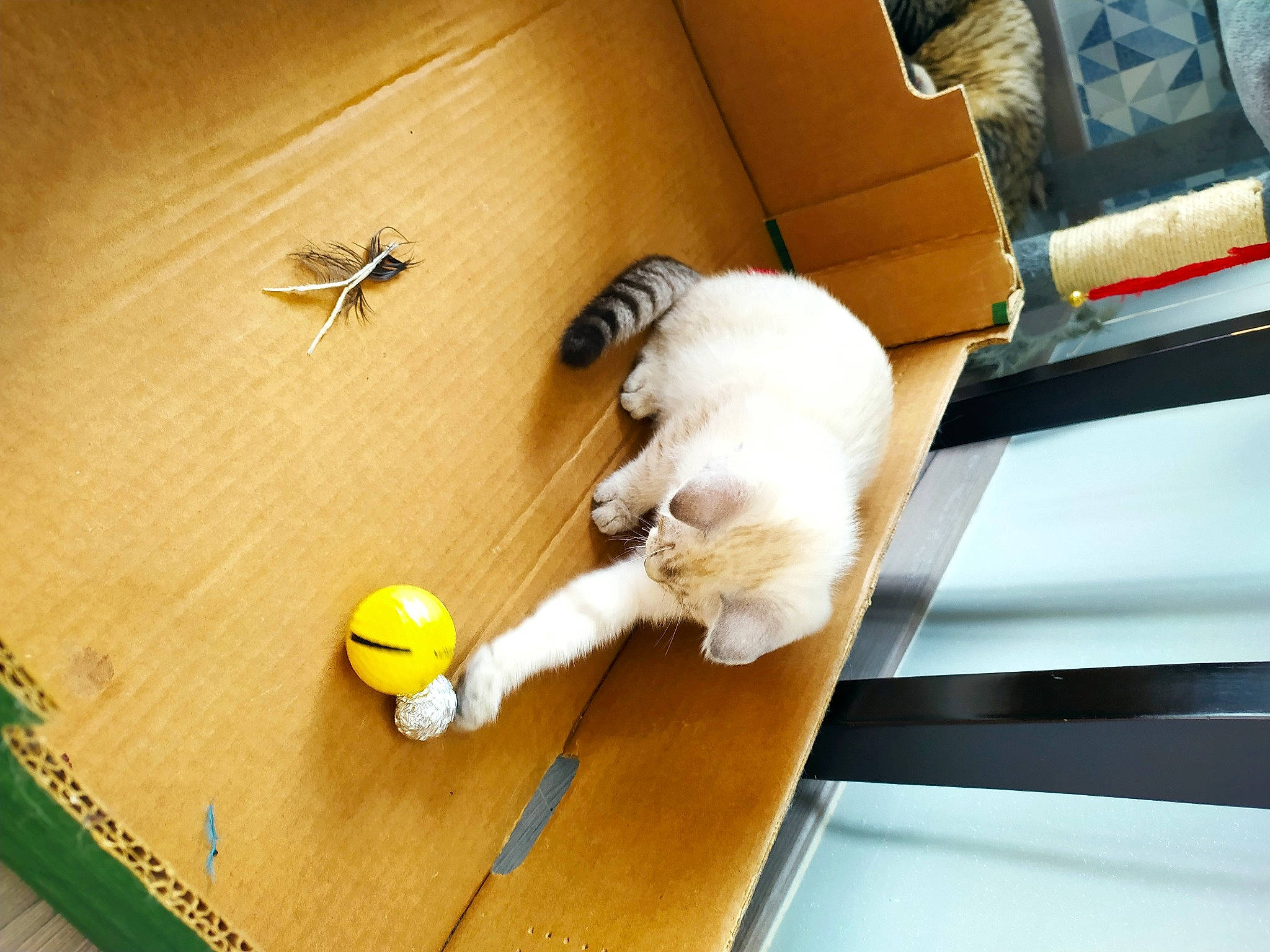 Nougat a rejoint le concours — aidez-le/la à gagner de superbes lots ! carnivore, cat, ceiling, comfort, companion_dog, felidae, floor, flooring, hardwood, laminate_flooring, plywood, small_to_medium_sized_cats, table, tail, toy, varnish, whiskers, wood, wood_flooring, wood_stain