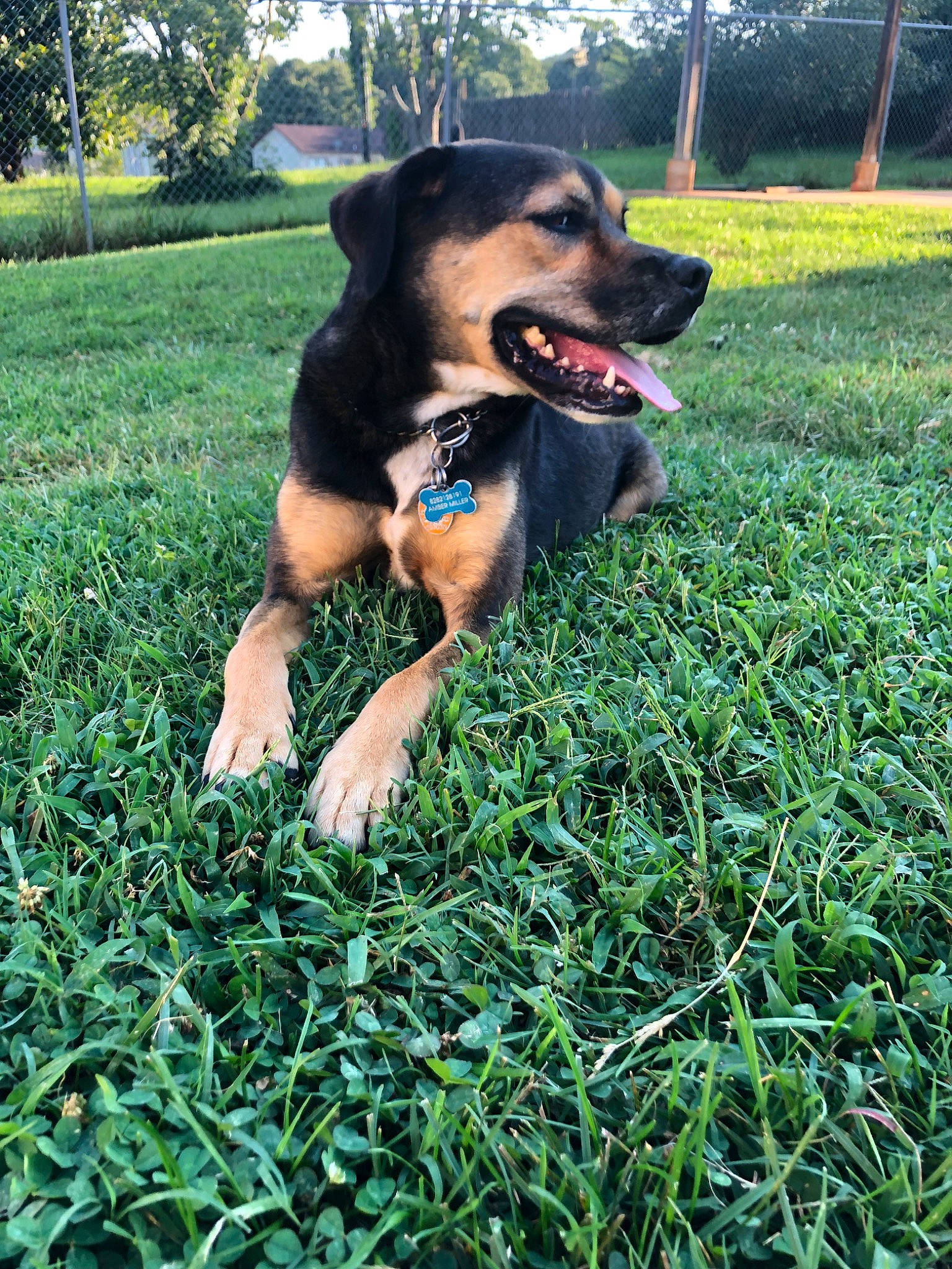 Aries joined the competition — help win amazing prizes! black_and_tan_terrier, canidae, carlin_pinscher, carnivore, companion_dog, dog, dog_breed, fawn, german_shepherd_dog, grass, huntaway, mammal, plant, sporting_group, working_dog