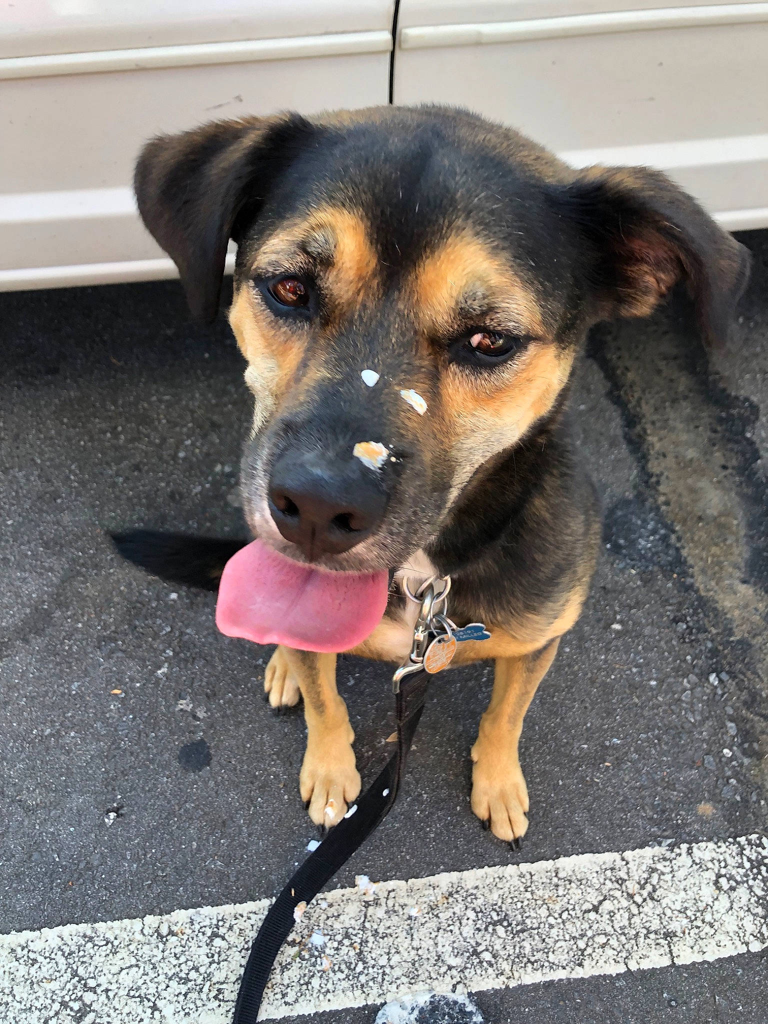 Aries joined the competition — help win amazing prizes! black_and_tan_terrier, canidae, carnivore, dog, dog_breed, fawn, german_pinscher, huntaway, mammal, manchester_terrier, nose, potcake_dog, puppy, rottweiler, snout, street_dog, toy_manchester_terrier, vertebrate