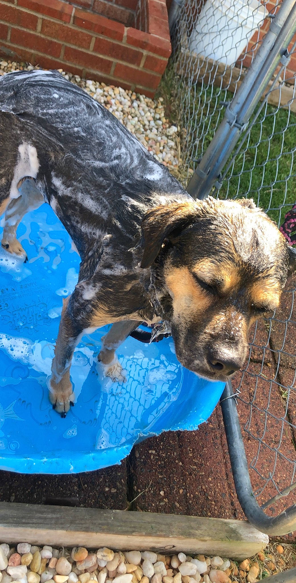 Aries is registered to the contest to win money with this photo: border_terrier, canidae, carnivore, companion_dog, dog, dog_breed, fawn, mammal, snout, sporting_group, vertebrate