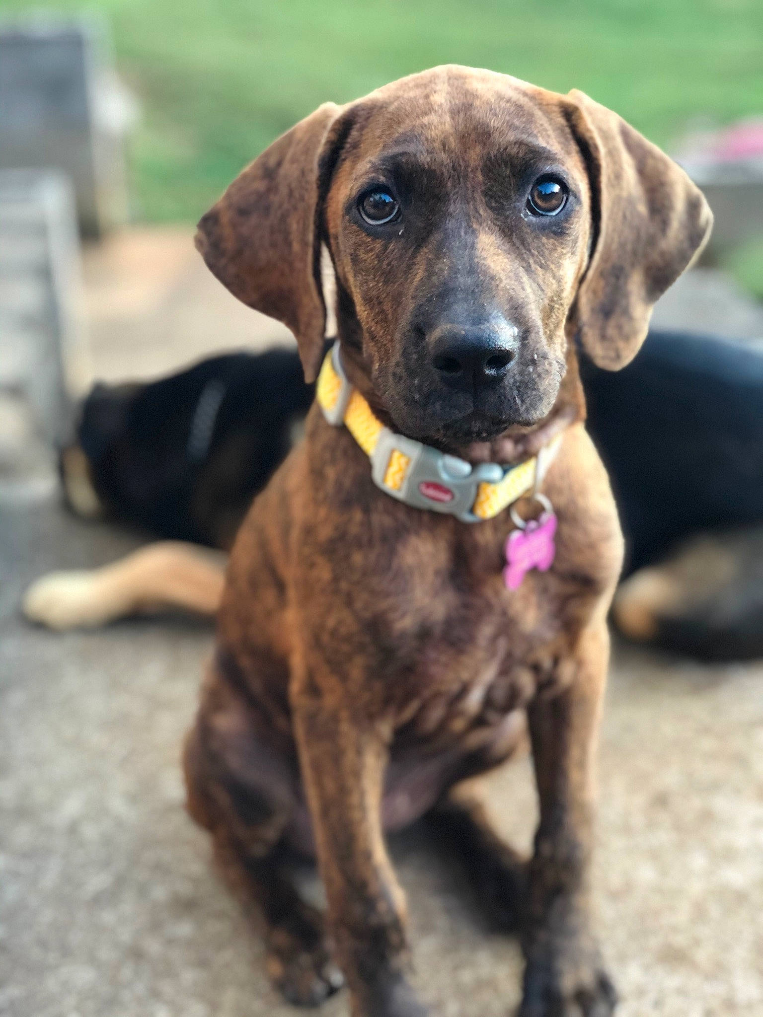 Mazikeen is registered to the contest to win money with this photo: bavarian_mountain_hound, beagador, black_mouth_cur, canidae, carnivore, dog, dog_breed, fawn, fila_brasileiro, hanover_hound, hound, hunting_dog, mammal, mountain_cur, plott_hound, puppy, rare_breed_dog, sporting_group, treeing_tennessee_brindle, vertebrate