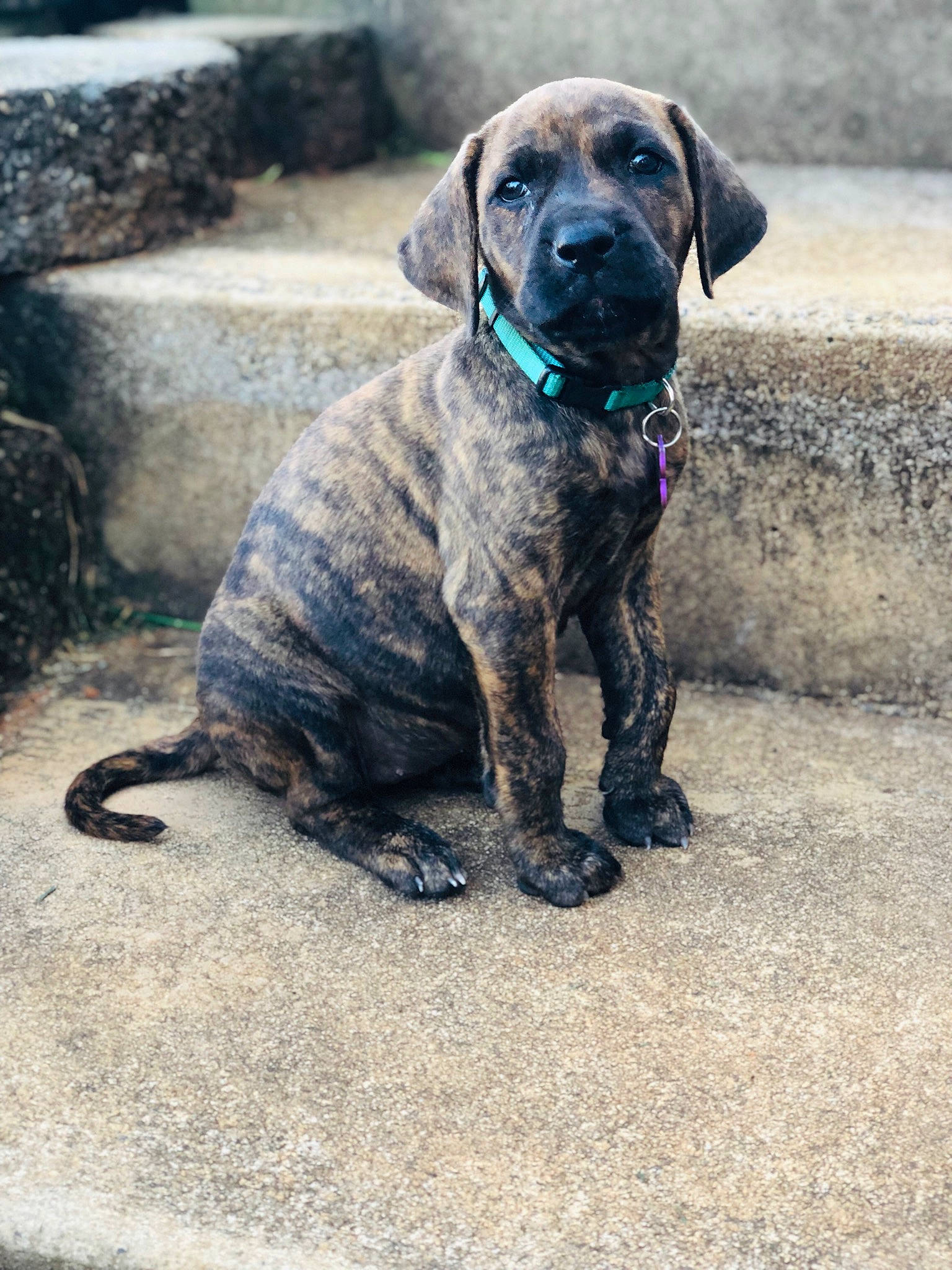 Mazikeen joined the competition — help win amazing prizes! american_mastiff, canidae, carnivore, dog, dog_breed, fawn, fila_brasileiro, great_dane, mammal, perro_de_presa_canario, plott_hound, puppy, rare_breed_dog, snout, sporting_group, vertebrate, working_dog