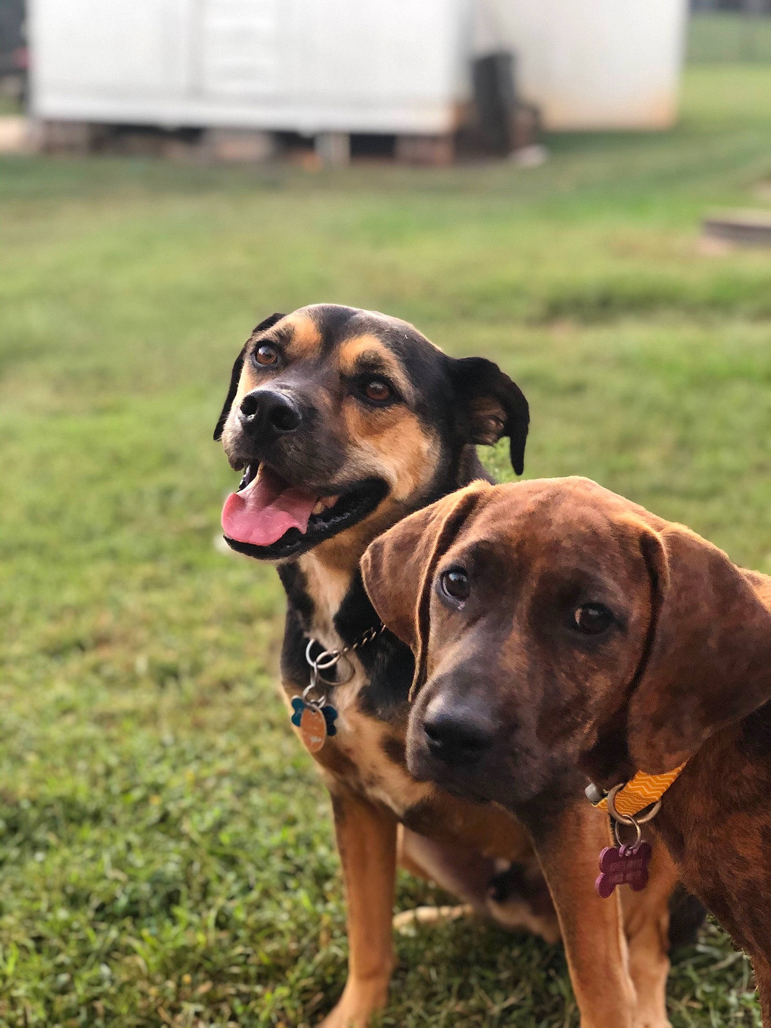 Mazikeen is registered to the contest to win money with this photo: alano_espanol, black_mouth_cur, canidae, carnivore, dog, dog_breed, fawn, fila_brasileiro, grass, hound, mammal, rare_breed_dog, snout, sporting_group, vertebrate