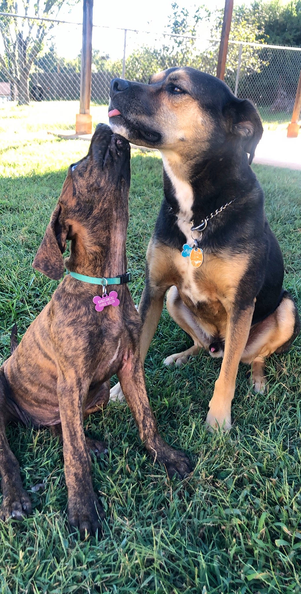 Mazikeen joined the competition — help win amazing prizes! black_and_tan_terrier, canidae, carlin_pinscher, carnivore, dog, dog_breed, fawn, hunting_dog, mammal, vertebrate