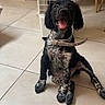 Aron participe au concours pour gagner de l'argent avec cette photo : animal, black, collar, cute, dog, floor, furniture, happy, heater, indoor, legs, pet, playful, puppy, sitting, spotted, tile, tongue_out, white, young