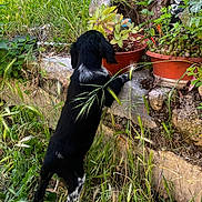 Aron a rejoint le concours — aidez-le/la à gagner de superbes lots ! animal, back_view, black_and_white, curious, dog, exploration, flora, garden, grass, greenery, leaves, nature, outdoor, plants, potted_plants, puppy, small_dog, standing, stone, young_dog