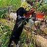 animal, back_view, black_and_white, curious, dog, exploration, flora, garden, grass, greenery, leaves, nature, outdoor, plants, potted_plants, puppy, small_dog, standing, stone, young_dog