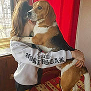 Rolly a rejoint le concours — aidez-le/la à gagner de superbes lots ! affection, beagle, black, blinds, brown, curious, dog, floor, hugging, indoor, natural_light, person, pet, red_curtain, table, tablecloth, white, white_sweatshirt, window, wooden_wall