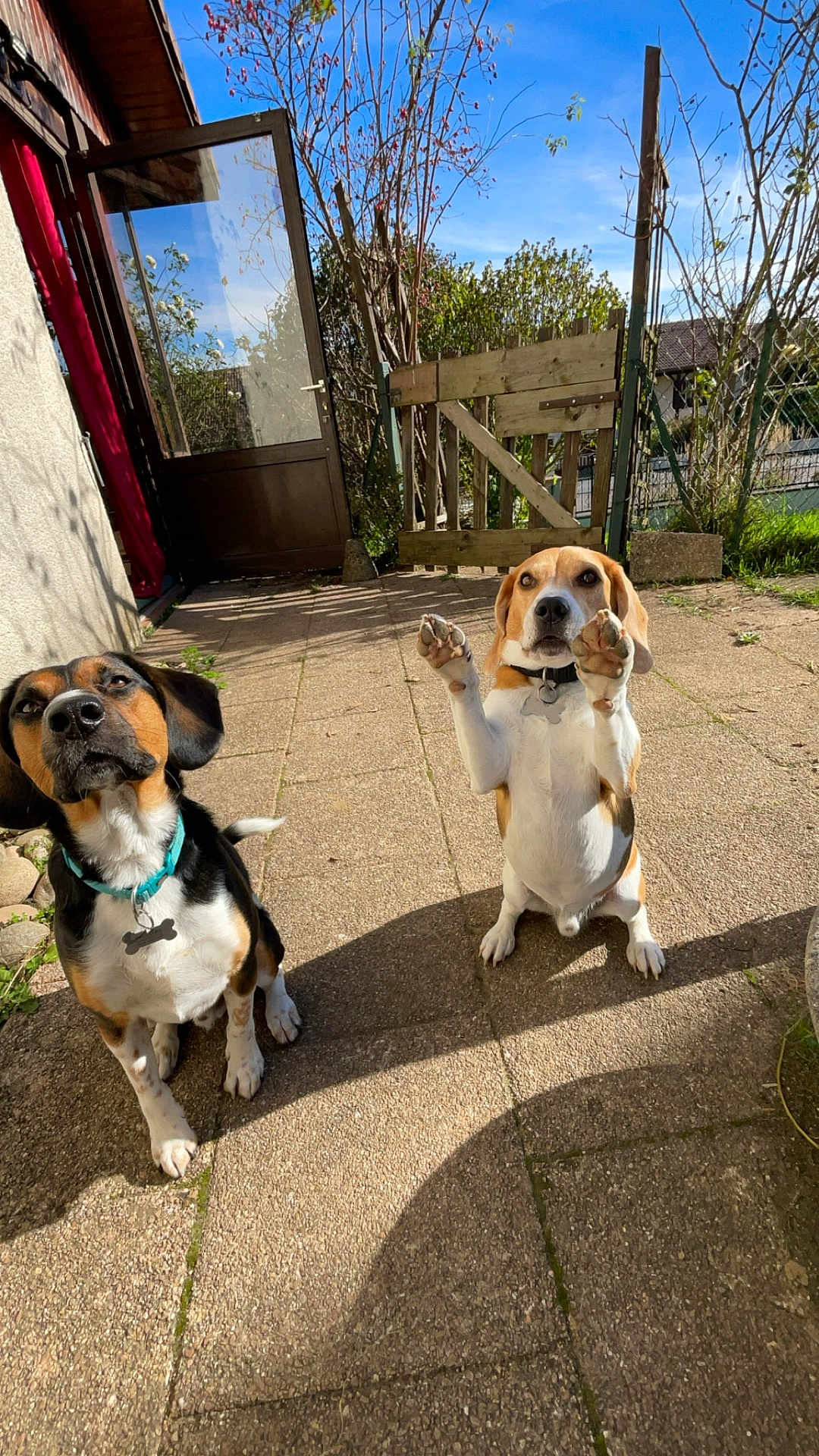 Rolly participe au concours pour gagner de l'argent avec cette photo : animals, beagle, black, brown, collar, companions, cute, daytime, dog, fence, garden, gate, nature, outdoor, patio, pets, playing, raised_paws, sunny, white